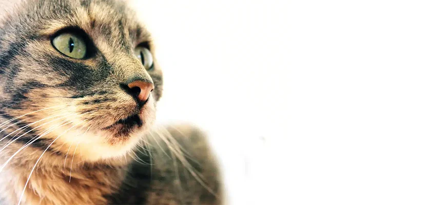 Man Dies After Suffering From a Cat Bite