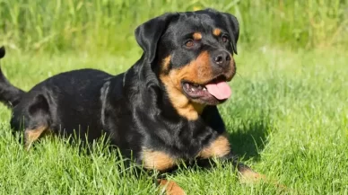 Preventing Dog Bites In Kentucky