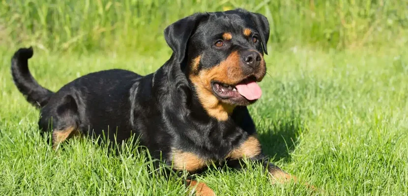 Dog Bites In America