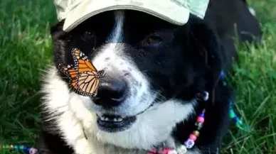 The Schafer Law Office Pet Day And Animal Attack Tips