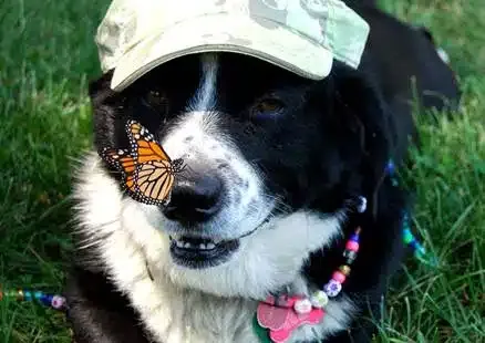 The Schafer Law Office Pet Day And Animal Attack Tips