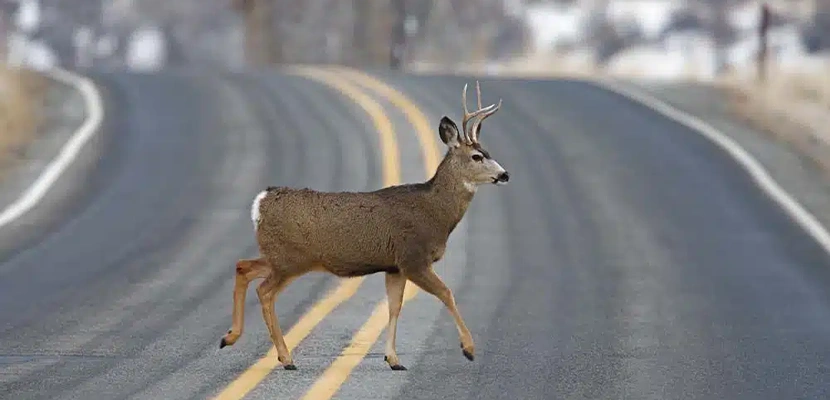 Kentucky Driving: Watch Out for Deer On the Loose!