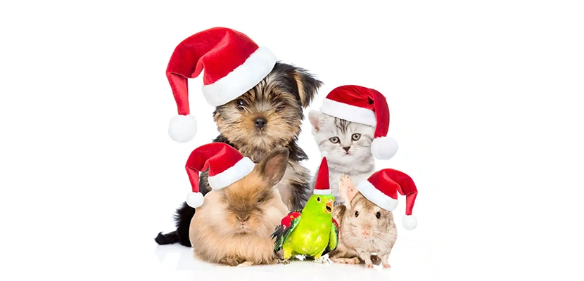 Holiday Safety Tips For Our Pets