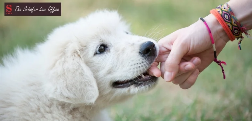 Kentucky Dog Bite Laws: What Victims Need to Know